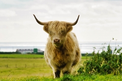 Highland Cows near Wick/Cairnroich