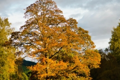 Perthshire, Fall colours